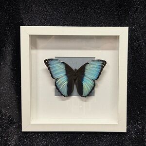 Framed Blue-Banded Morpho